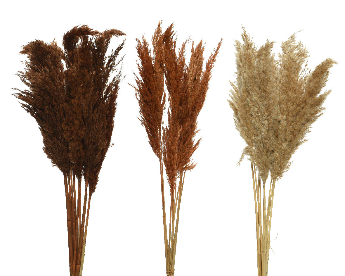 Pampas grass 66 cm - 10 pcs