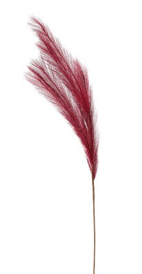 Dark rose  Pampas Grass 80 cm