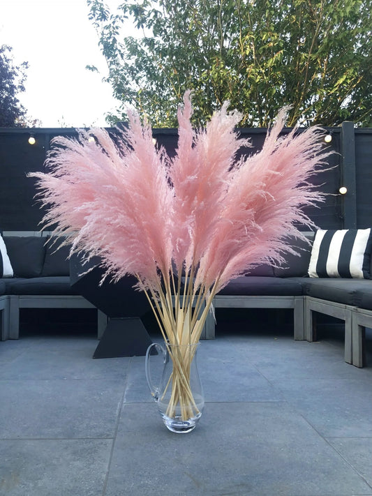 Pink Pampas Grass 80 cm